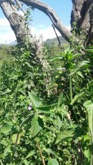 Dicliptera brachiata