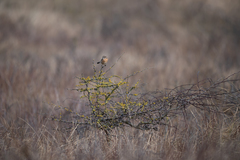 Saxicola rubicola