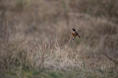 Saxicola rubicola
