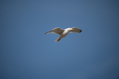 Larus
