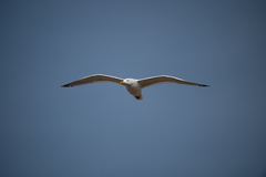 Larus