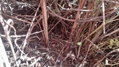 Habenaria pseudociliosa