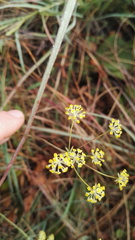 Bupleurum mundii