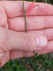 Dicliptera sexangularis