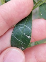 Aloysia gratissima