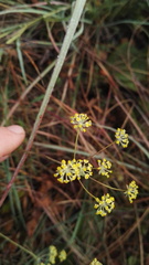 Bupleurum mundii
