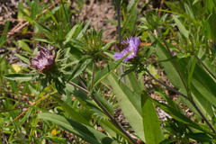 Stokesia laevis