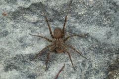 Pardosa morosa