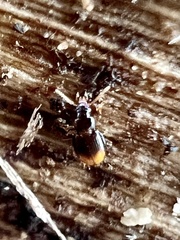 Mioptachys flavicauda