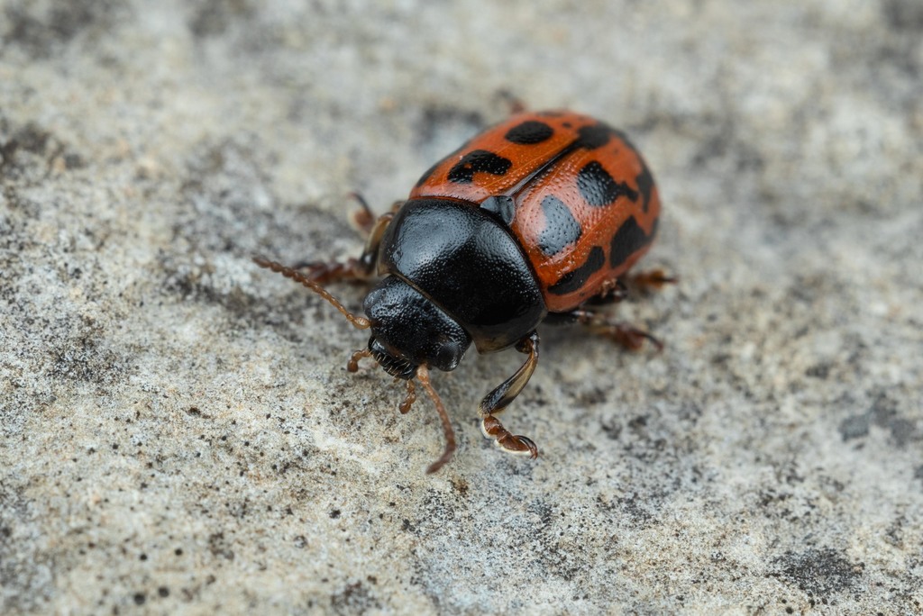 Gonioctena variabilis
