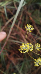 Bupleurum mundii