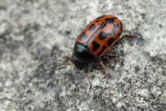 Gonioctena variabilis