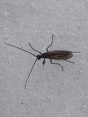 Chilostigma itascae