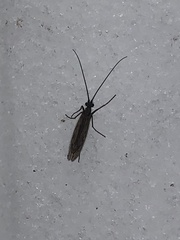 Chilostigma itascae