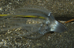 Isarachnanthus