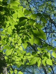 Toxicodendron radicans image