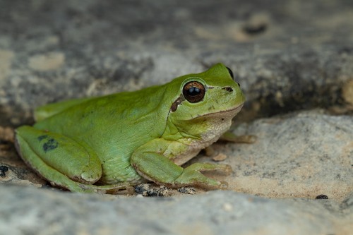 Mediterranean Tree Frog