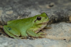 Stripeless Tree Frog photo 2