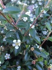 Cotoneaster dammeri
