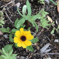 Coreopsis basalis