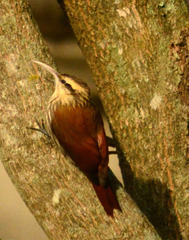 Lepidocolaptes angustirostris