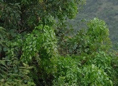 Dalbergia obovata