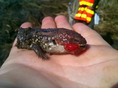 Lissolepis coventryi