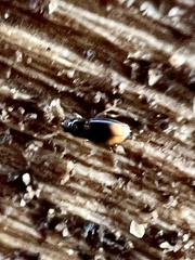 Mioptachys flavicauda