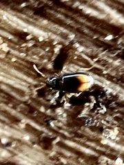 Mioptachys flavicauda