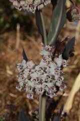 Asclepias macroura