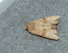 Apamea sublustris