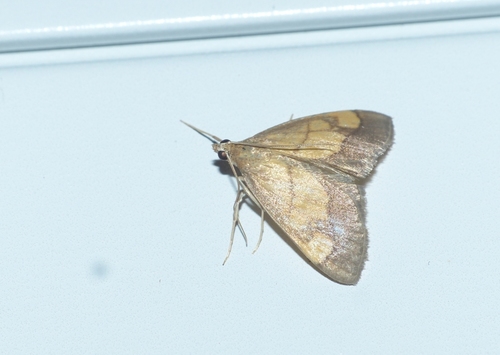 Evergestis limbata