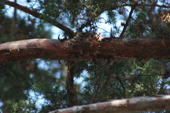 Setophaga coronata
