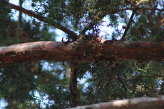Setophaga coronata
