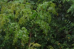 Dalbergia obovata