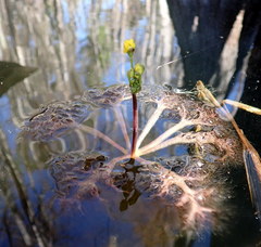 Image of Utricularia inflata