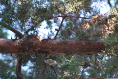 Setophaga coronata
