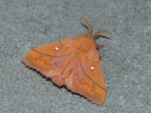 Odonestis pruni