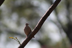 Columbina inca