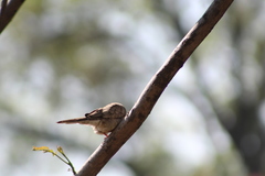Columbina inca