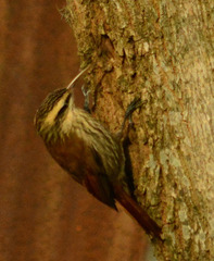 Lepidocolaptes angustirostris