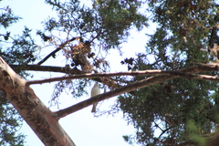 Passeriformes