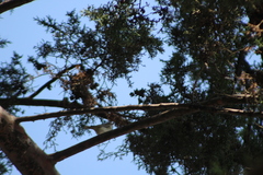 Passeriformes