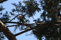 Passeriformes