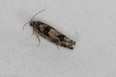 Pseudexentera hodsoni