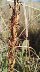 Habenaria pseudociliosa