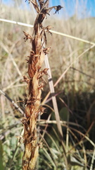Habenaria pseudociliosa