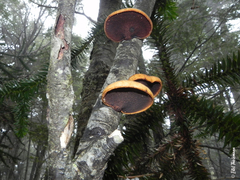 Polyporus gayanus