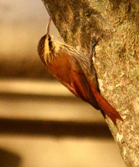 Lepidocolaptes angustirostris