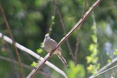 Columbina inca